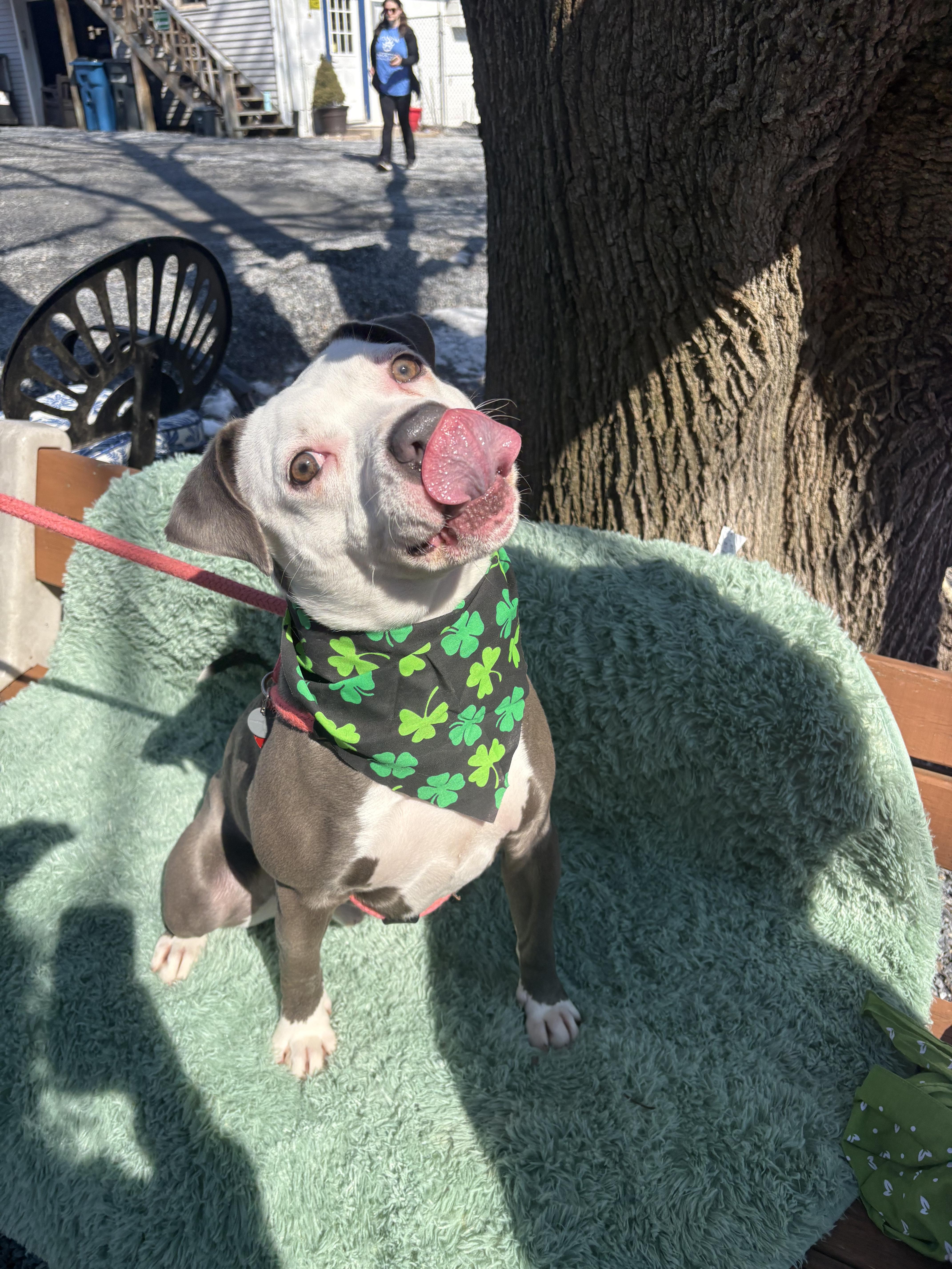 Enlarge Casper, a Adoptable American Staffordshire Terrier in Dillsburg, PA image 3/6
