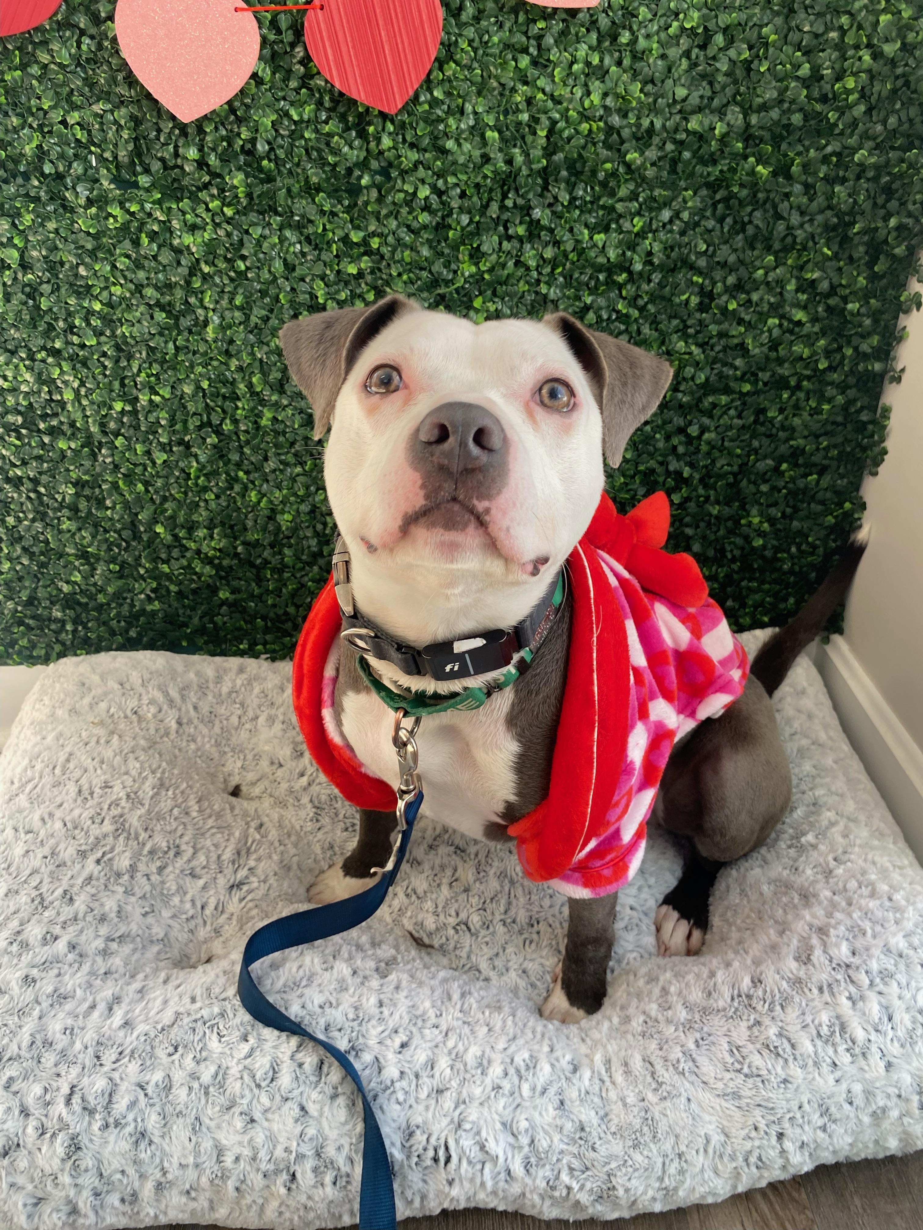 Enlarge Casper, a Adoptable American Staffordshire Terrier in Dillsburg, PA image 6/6