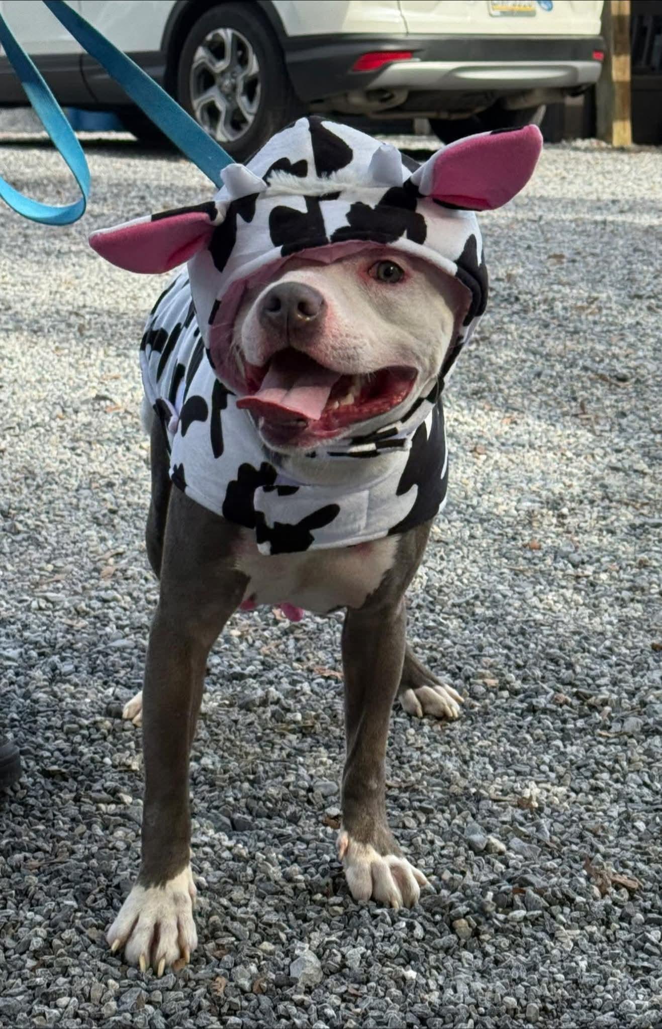 Enlarge Casper, a Adoptable American Staffordshire Terrier in Dillsburg, PA image 4/6