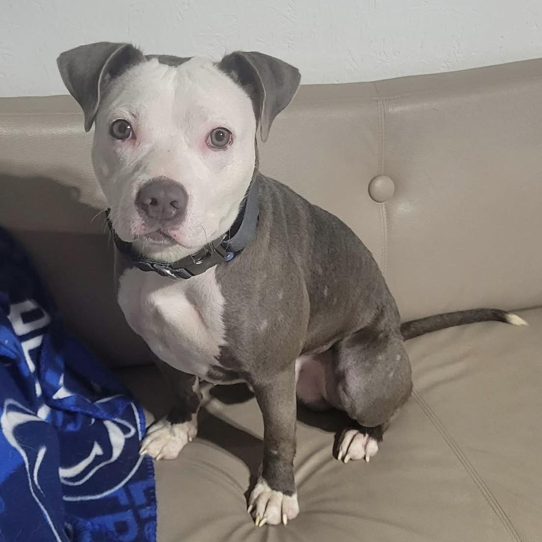 Enlarge Casper, a Adoptable American Staffordshire Terrier in Dillsburg, PA image 6/6