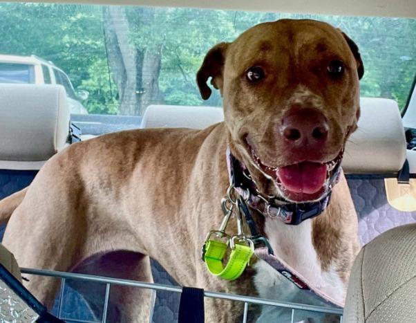Hunny, a Adoptable mixed breed in Newnan, GA image 1/6