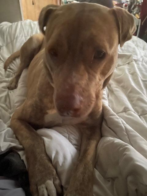Hunny, a Adoptable mixed breed in Newnan, GA image 2/6