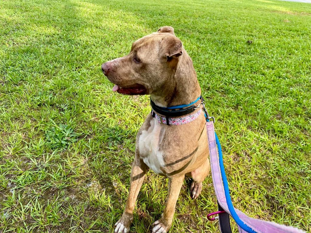 Hunny, a Adoptable mixed breed in Newnan, GA image 3/6