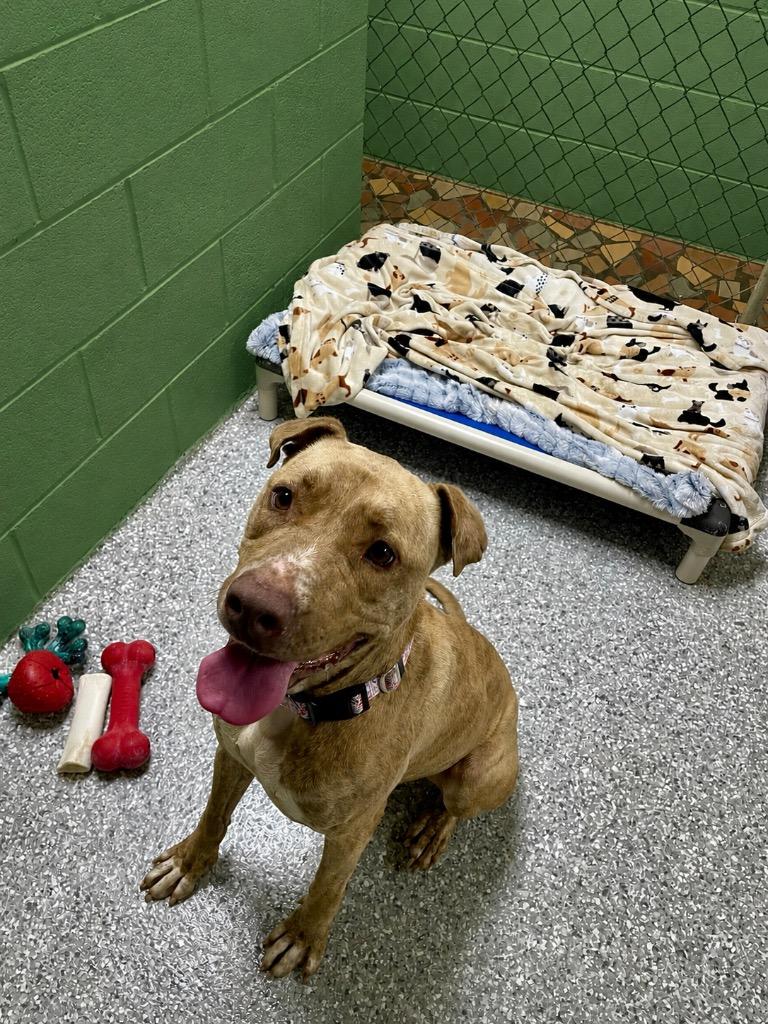 Hunny, a Adoptable mixed breed in Newnan, GA image 4/6