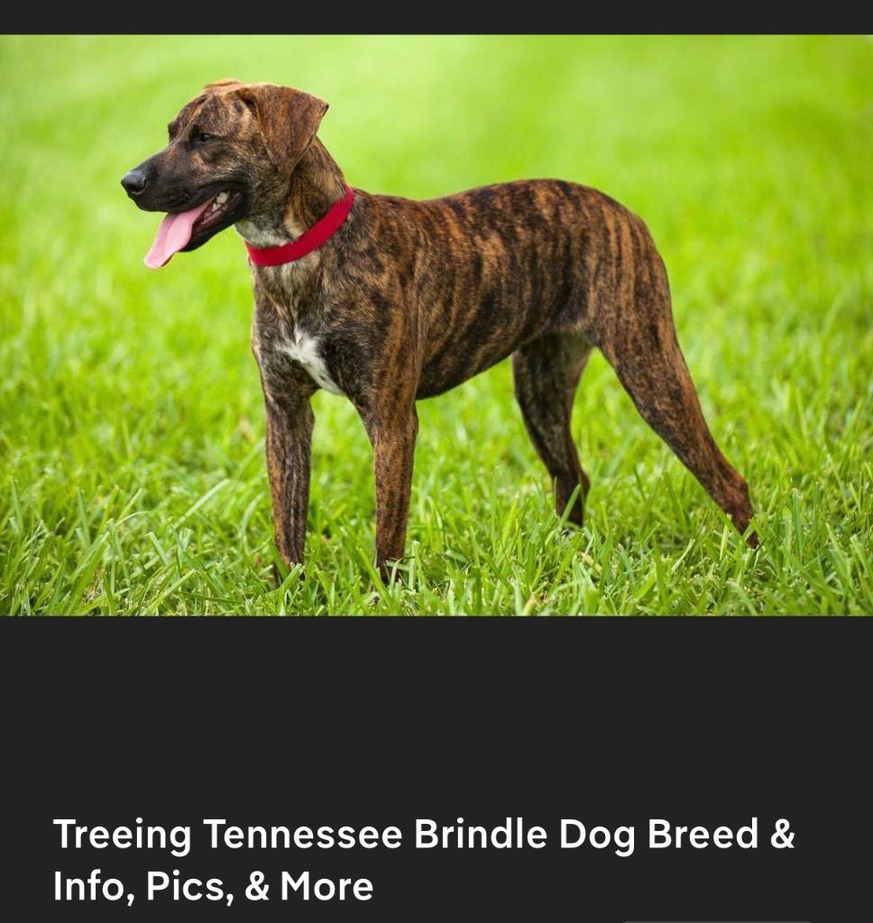 Hunny, a Adoptable mixed breed in Newnan, GA image 5/6