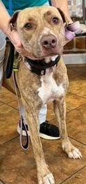 Hunny, a Adoptable mixed breed in Newnan, GA image 6/6