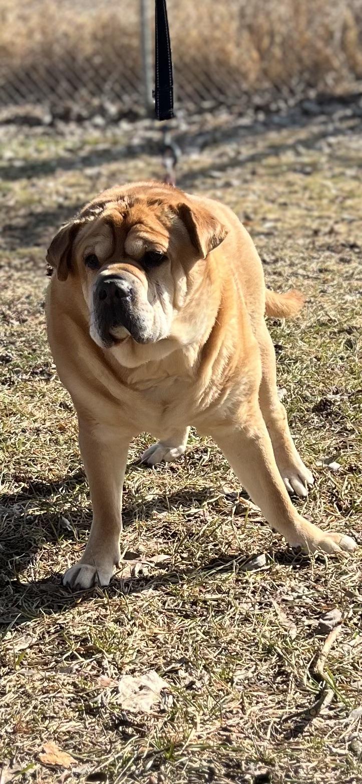 Enlarge EB, an adopted mixed breed in Holland, MI image 2/2