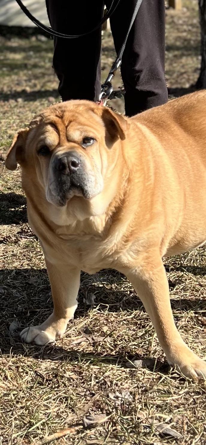 Enlarge EB, an adopted mixed breed in Holland, MI image 1/2