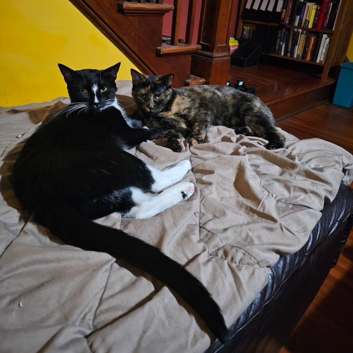 Boots & Arya, Adoptable, Adult Male Domestic Short Hair.