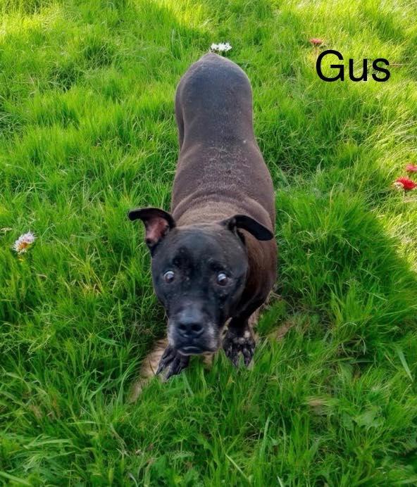 Gus