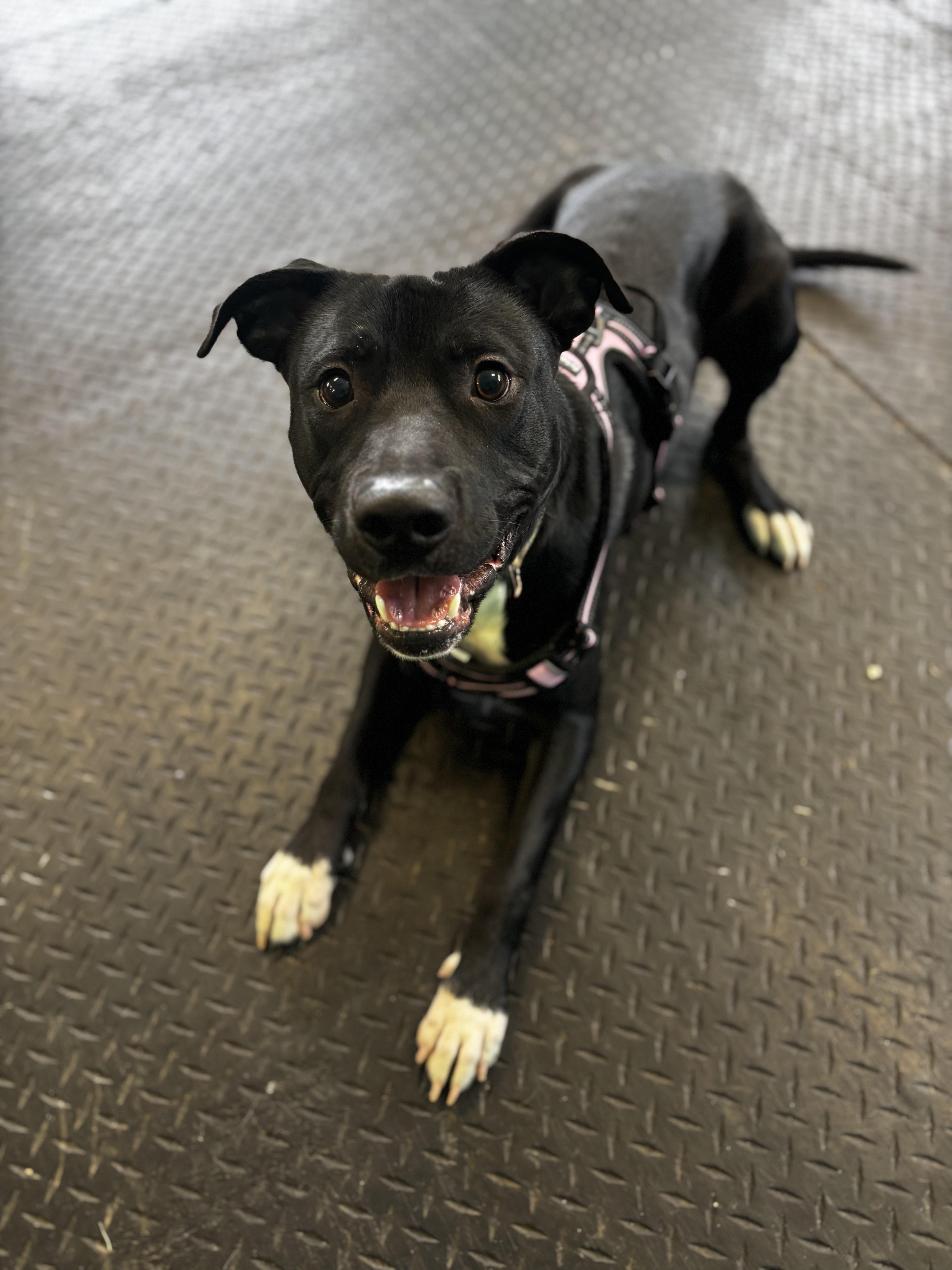 Fredrick, a ADOPTABLE mixed breed in Dodgeville, WI image 2/3