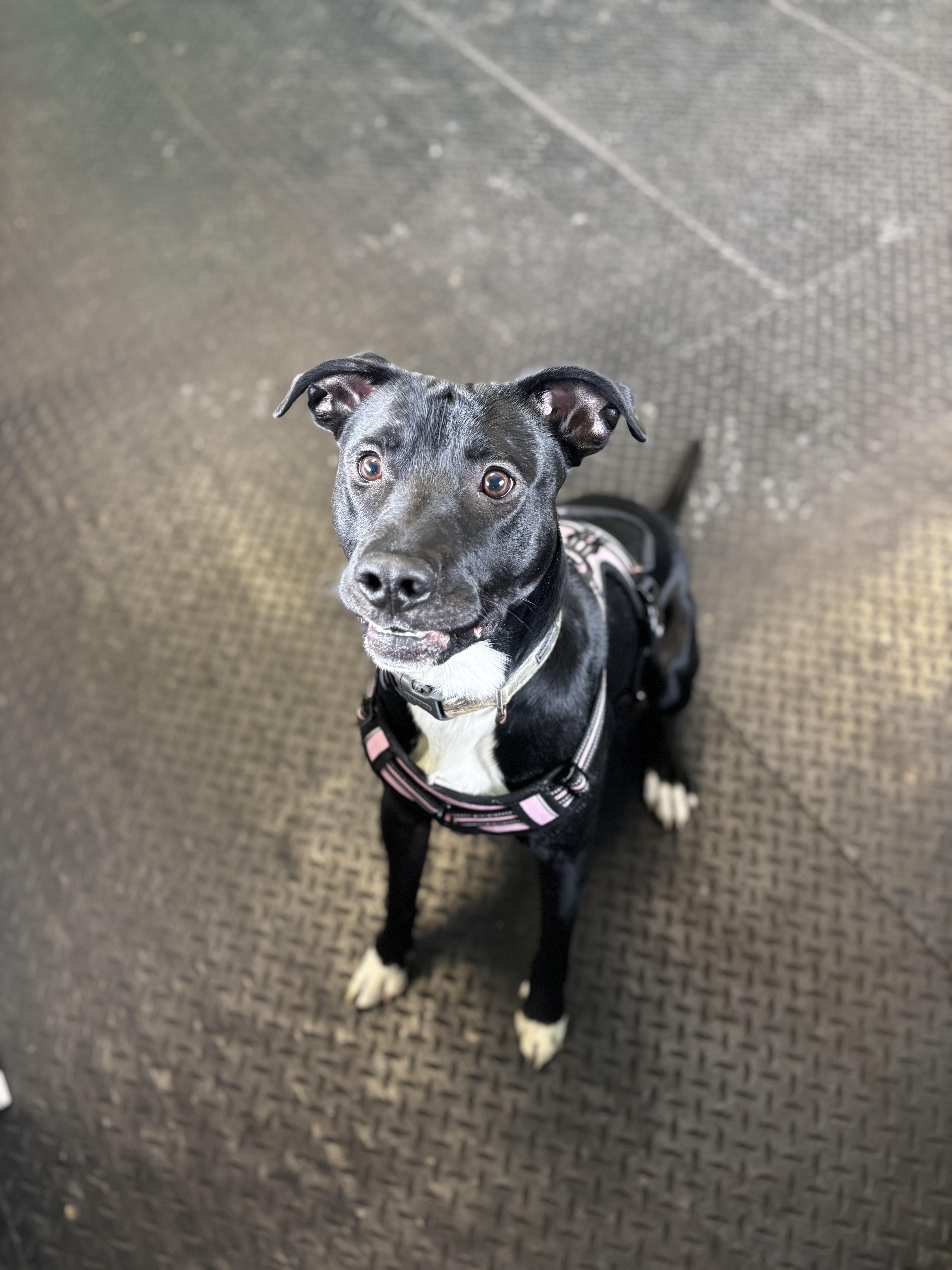 Fredrick, a ADOPTABLE mixed breed in Dodgeville, WI image 1/3