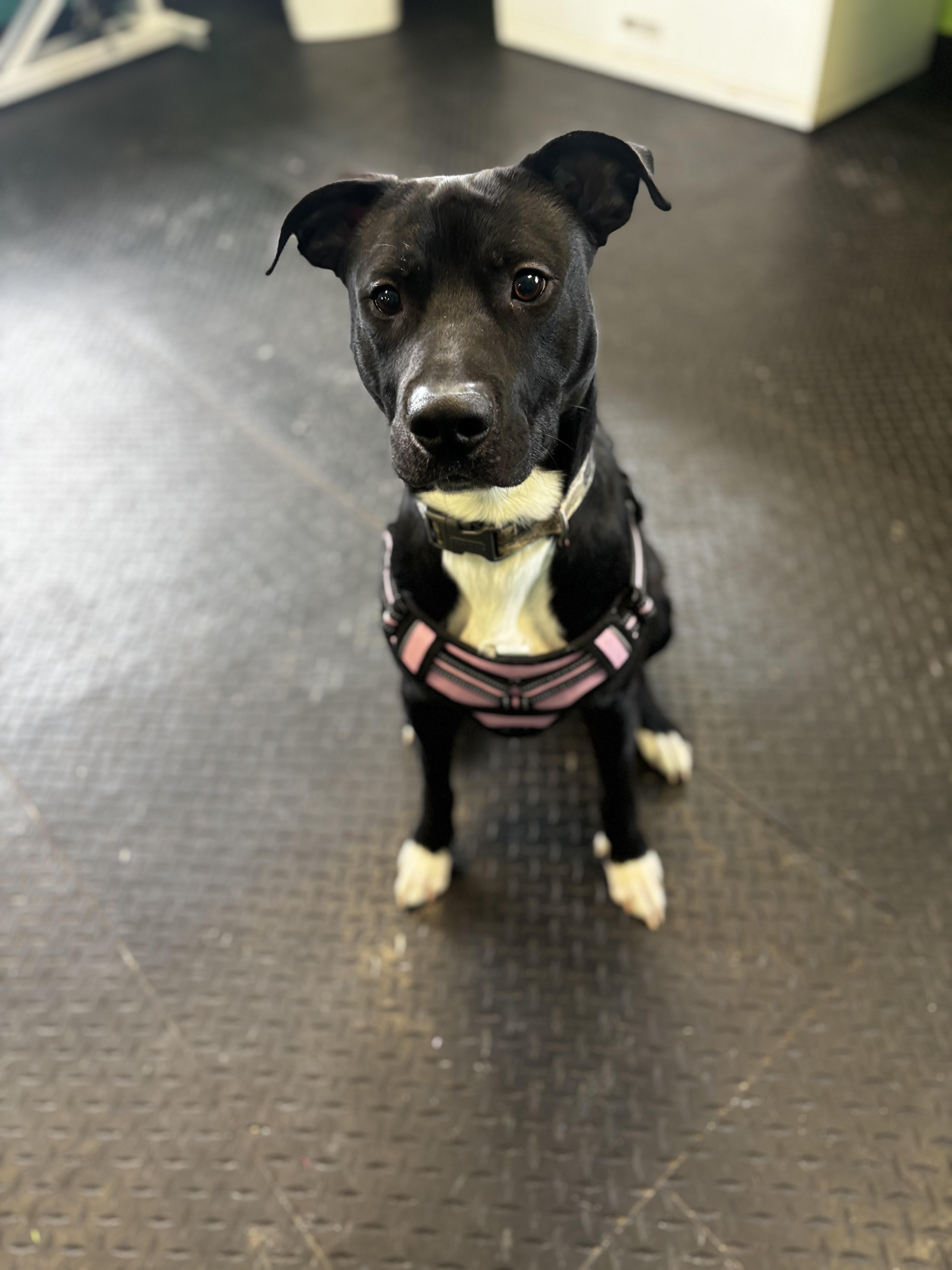 Fredrick, a ADOPTABLE mixed breed in Dodgeville, WI image 3/3