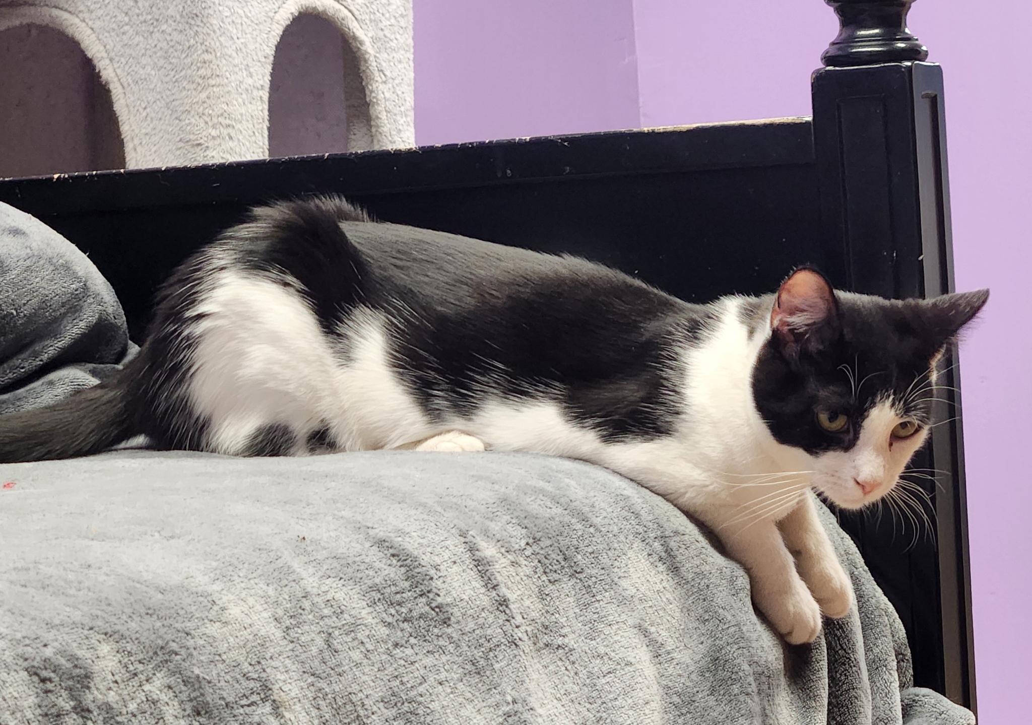 Enlarge Possum, a ADOPTABLE Domestic Short Hair in Stow, MA image 4/6