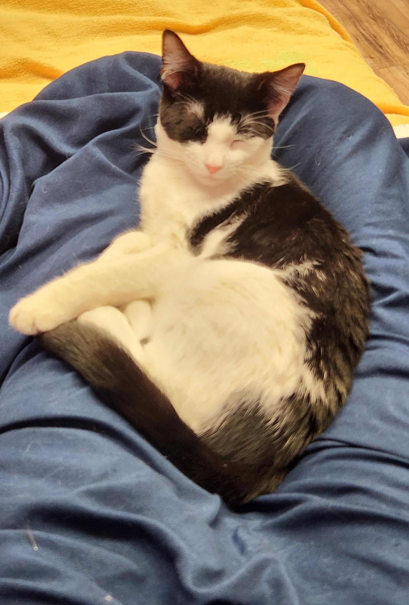 Enlarge Possum, a ADOPTABLE Domestic Short Hair in Stow, MA image 1/6