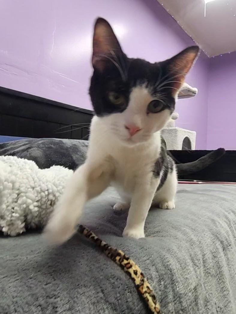 Enlarge Possum, a ADOPTABLE Domestic Short Hair in Stow, MA image 3/6