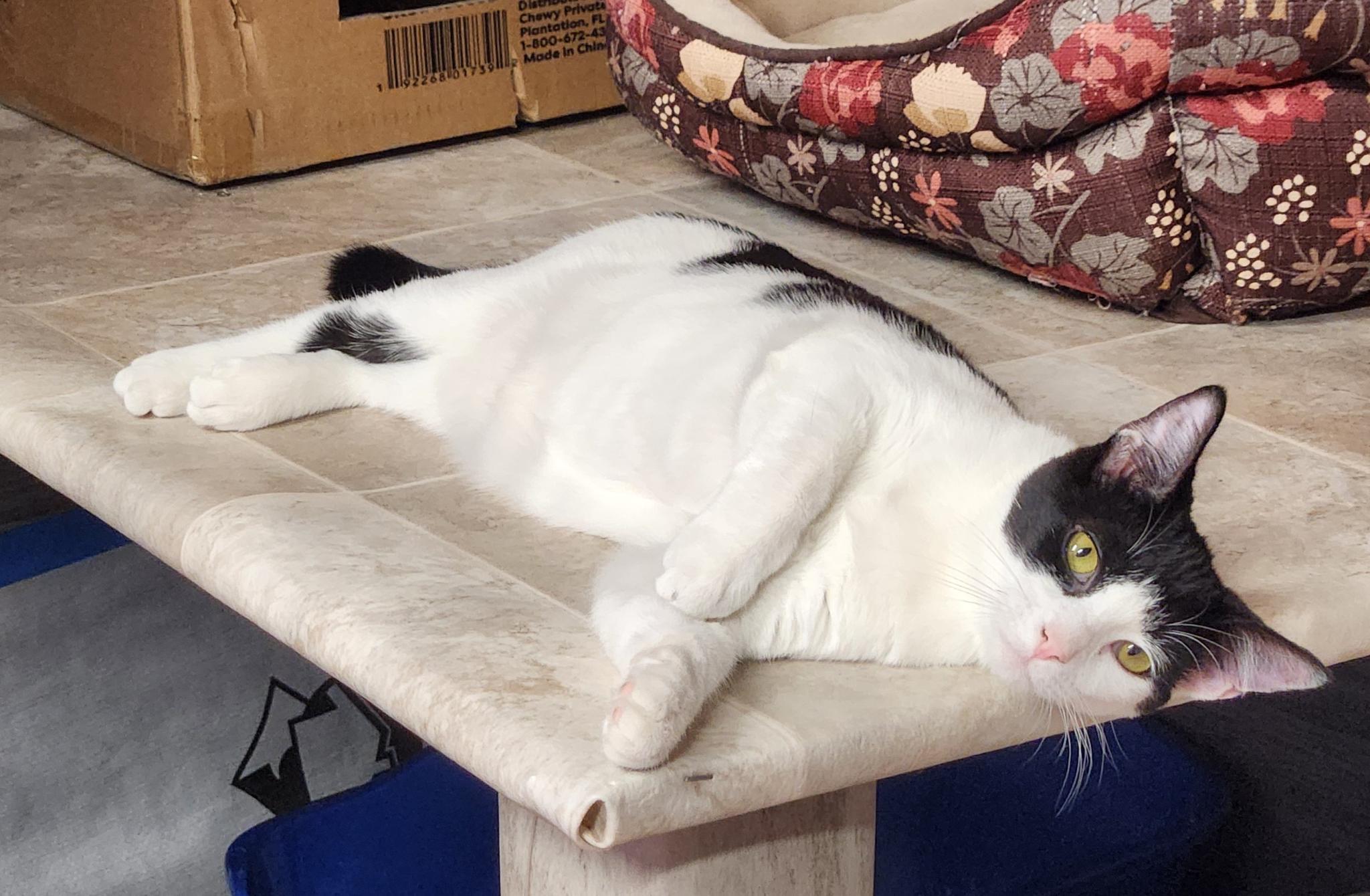 Enlarge Possum, a ADOPTABLE Domestic Short Hair in Stow, MA image 2/6