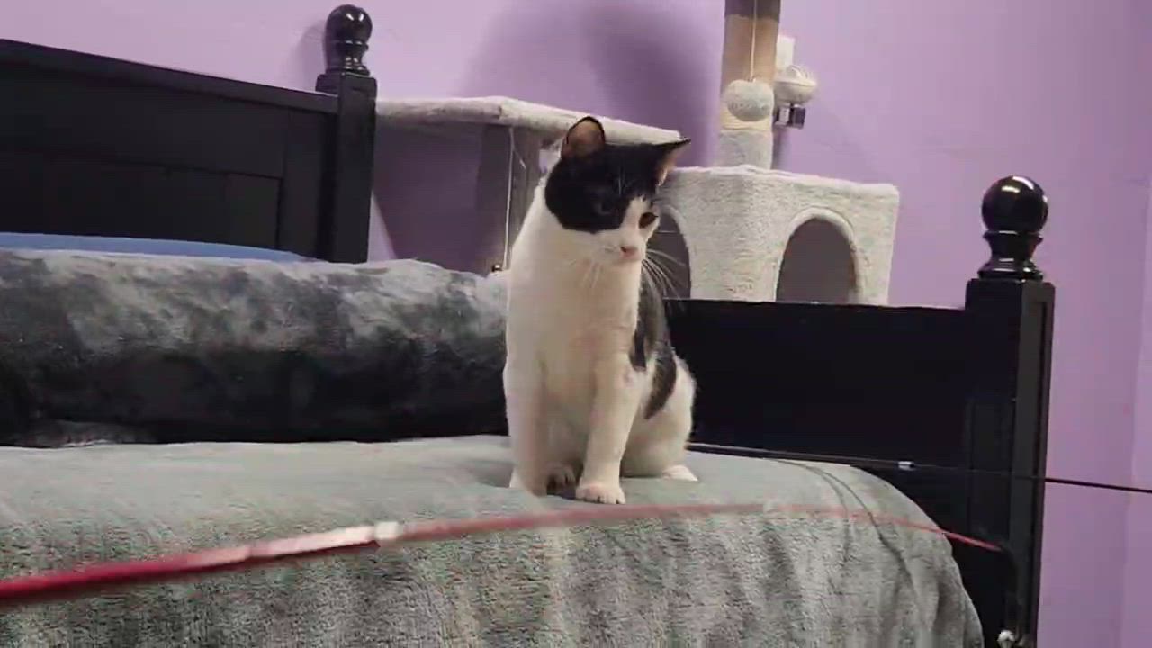 Enlarge Possum, a ADOPTABLE Domestic Short Hair in Stow, MA video 5/6