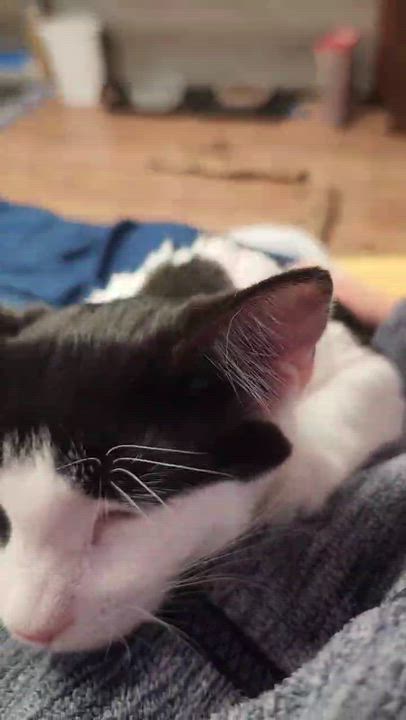 Enlarge Possum, a ADOPTABLE Domestic Short Hair in Stow, MA video 6/6