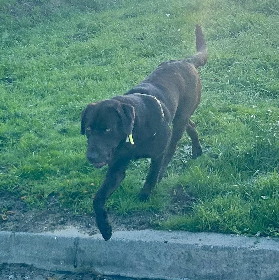 Enlarge Jack, a ADOPTABLE Labrador Retriever in San Francisco, CA image 1/4