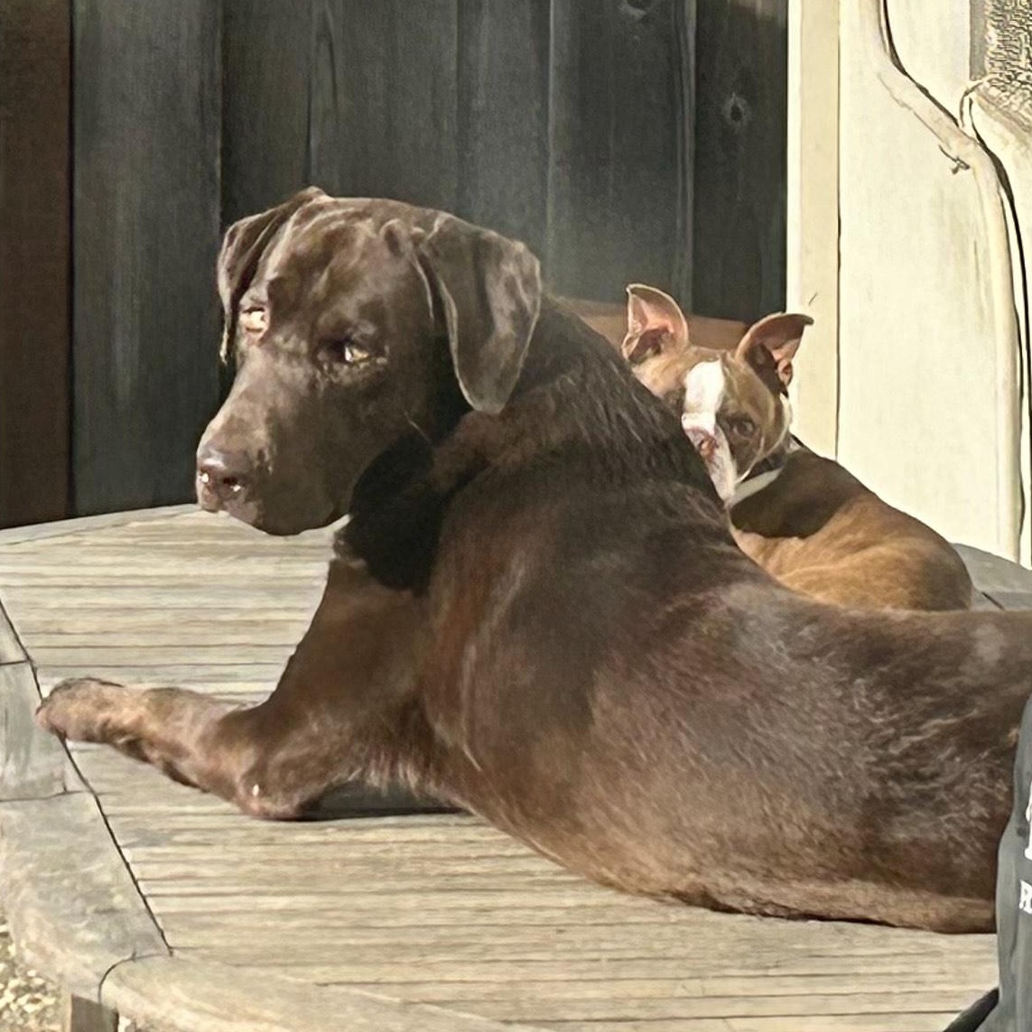 Enlarge Jack, a ADOPTABLE Labrador Retriever in San Francisco, CA image 2/4