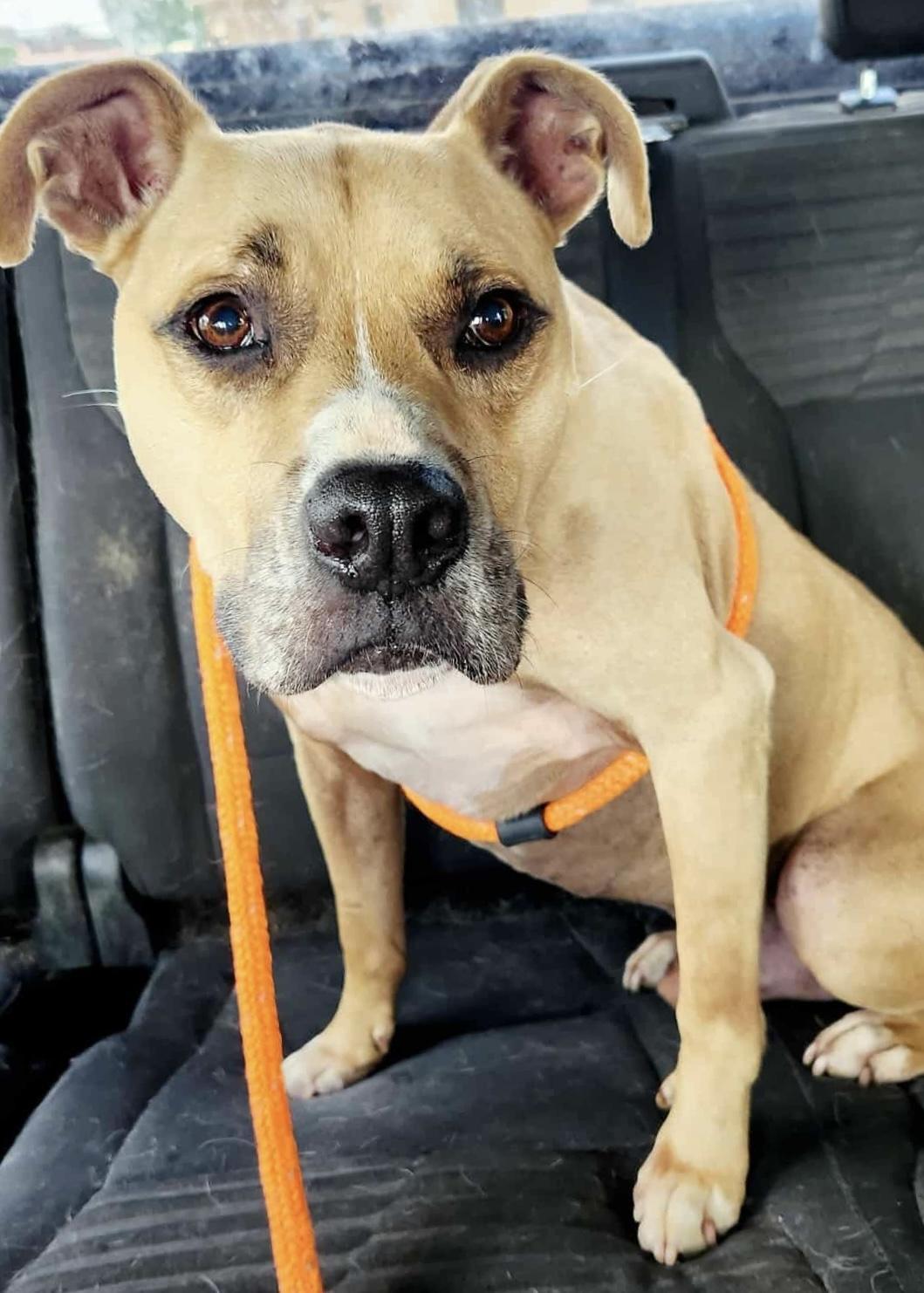 Charlie, Adoptable, Senior Male Pit Bull Terrier.