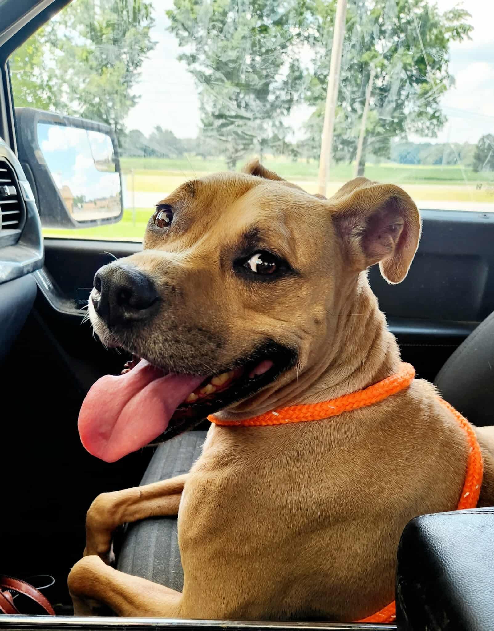 Enlarge Charlie, a Adoptable mixed breed in Greenville, KY image 2/2