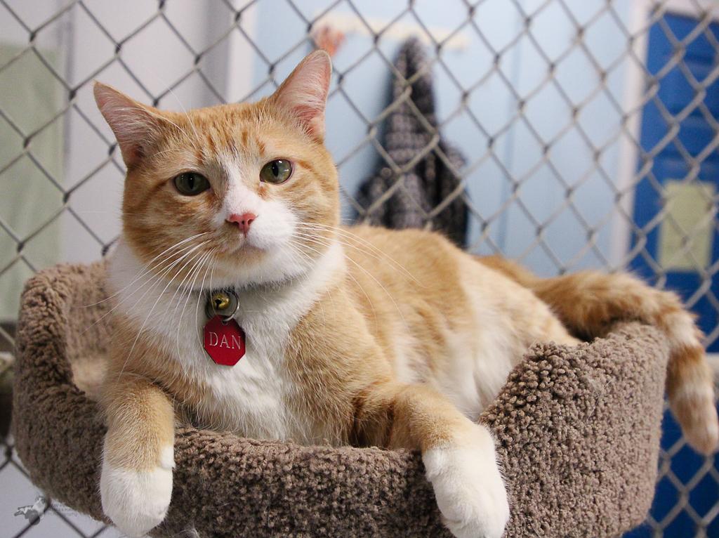Dan, Dan the Handsome Ginger Man!, Senior Male unknown