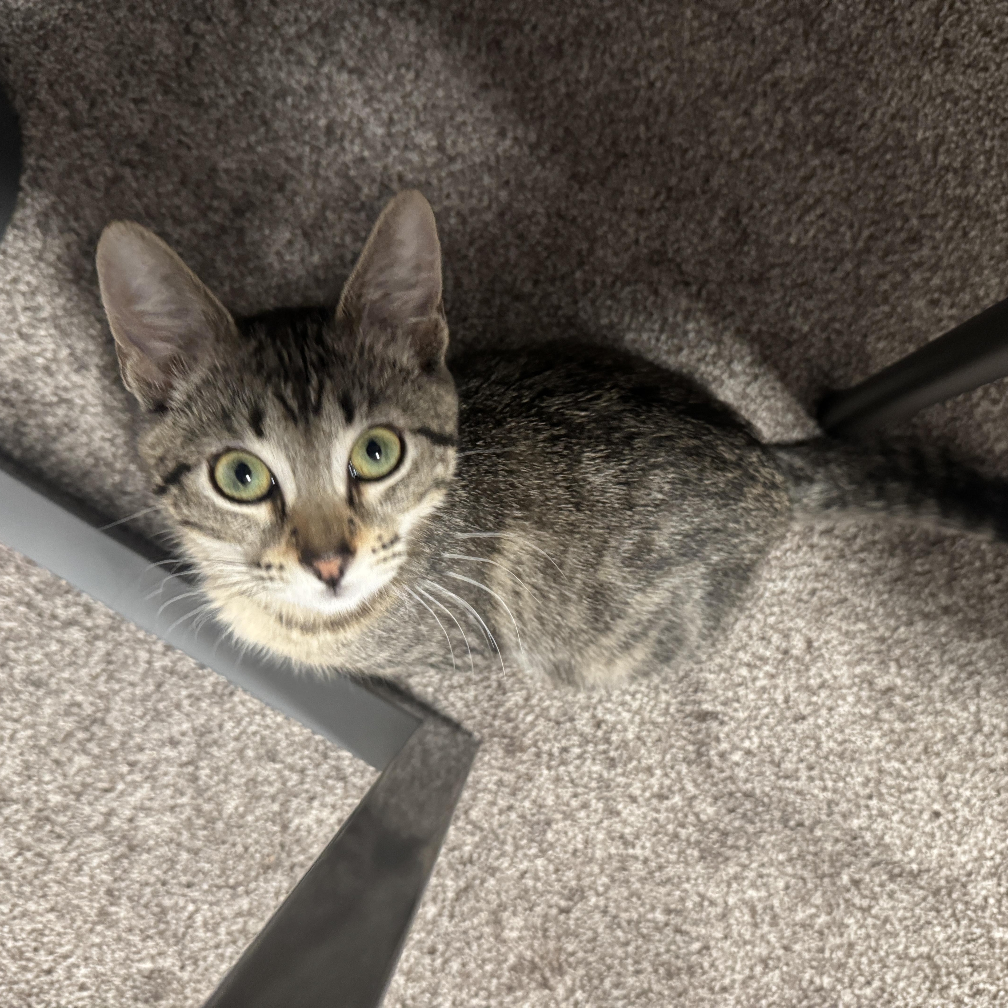 Enlarge Evie, an adoptable Domestic Short Hair in Davis, CA image 5/6