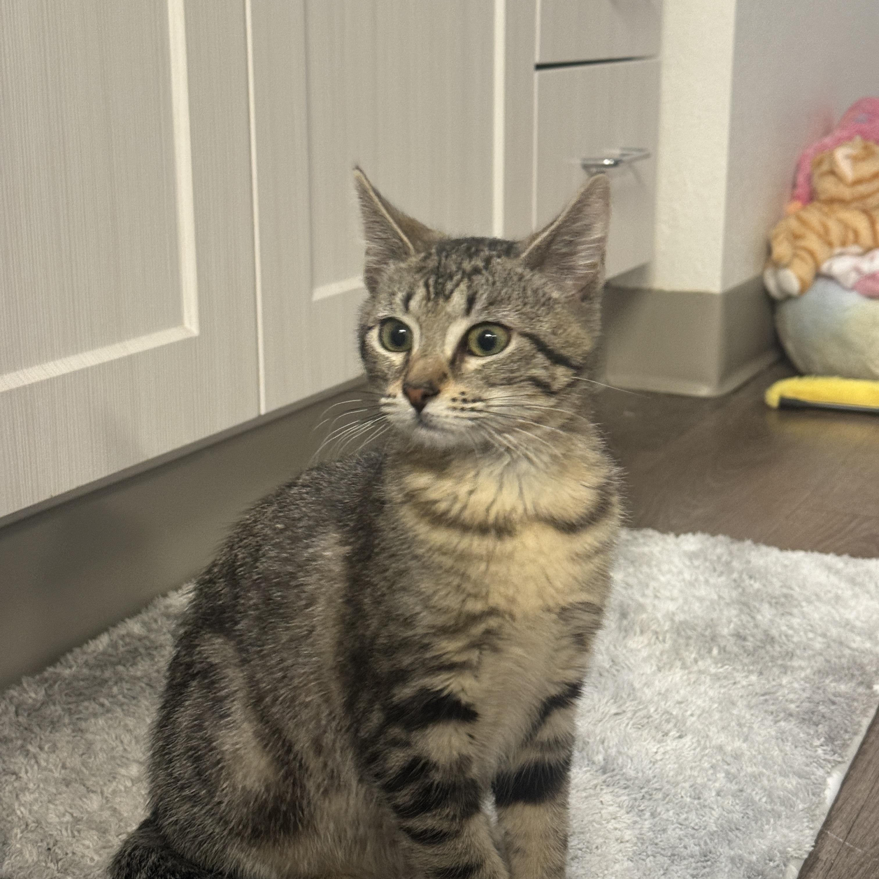 Enlarge Evie, an adoptable Domestic Short Hair in Davis, CA image 3/6