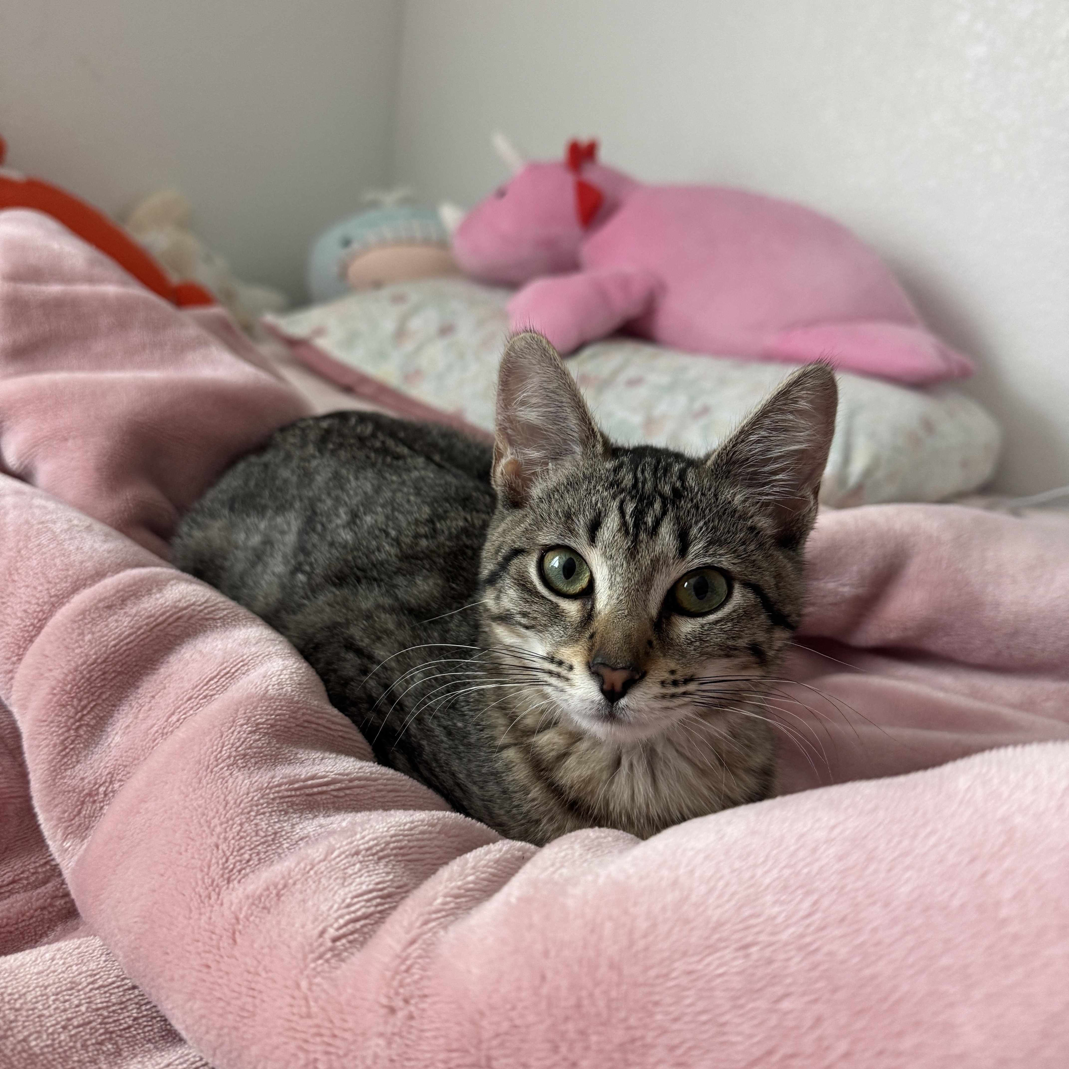 Enlarge Evie, an adoptable Domestic Short Hair in Davis, CA image 1/6