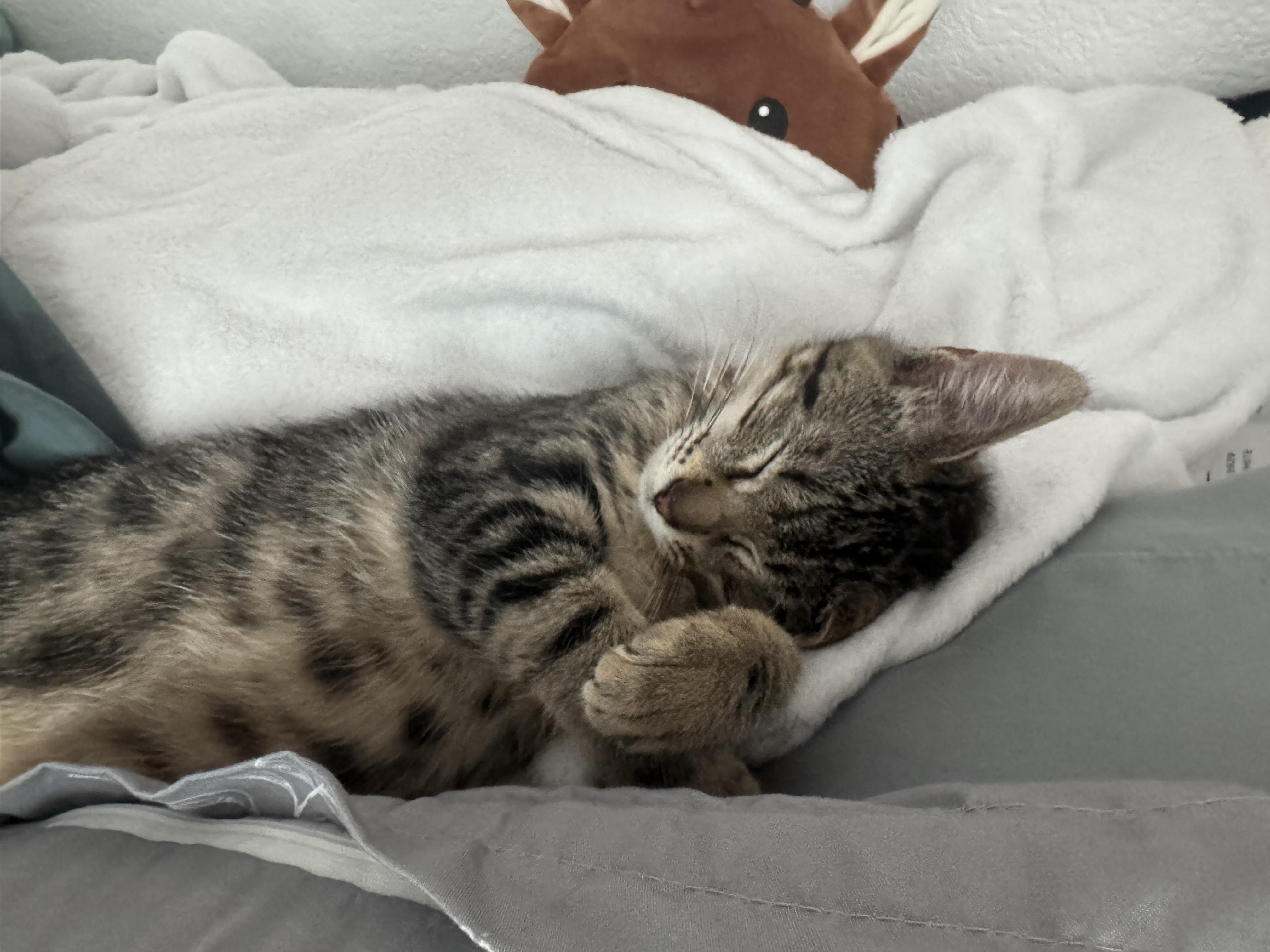 Enlarge Evie, an adoptable Domestic Short Hair in Davis, CA image 2/6