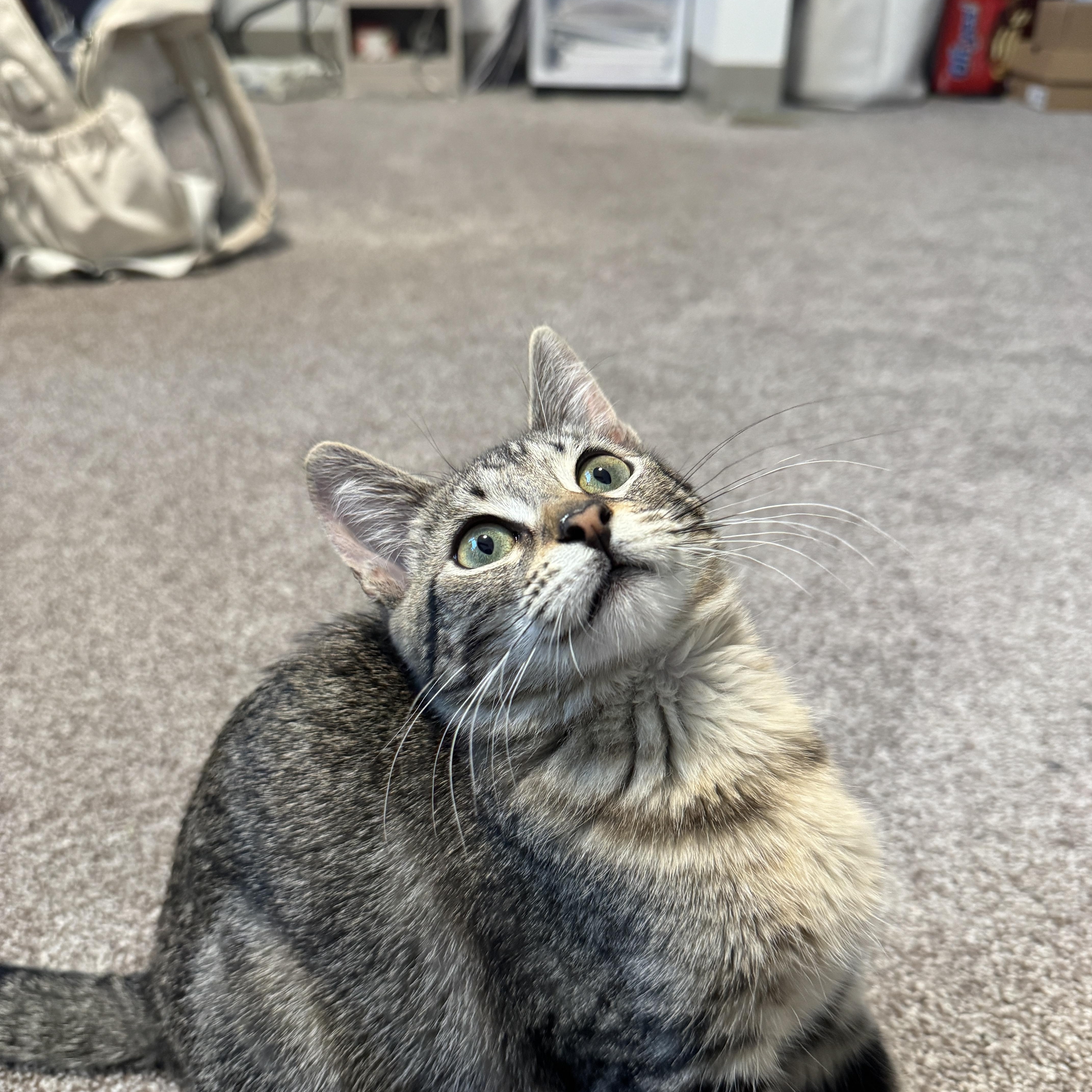 Enlarge Evie, an adoptable Domestic Short Hair in Davis, CA image 4/6