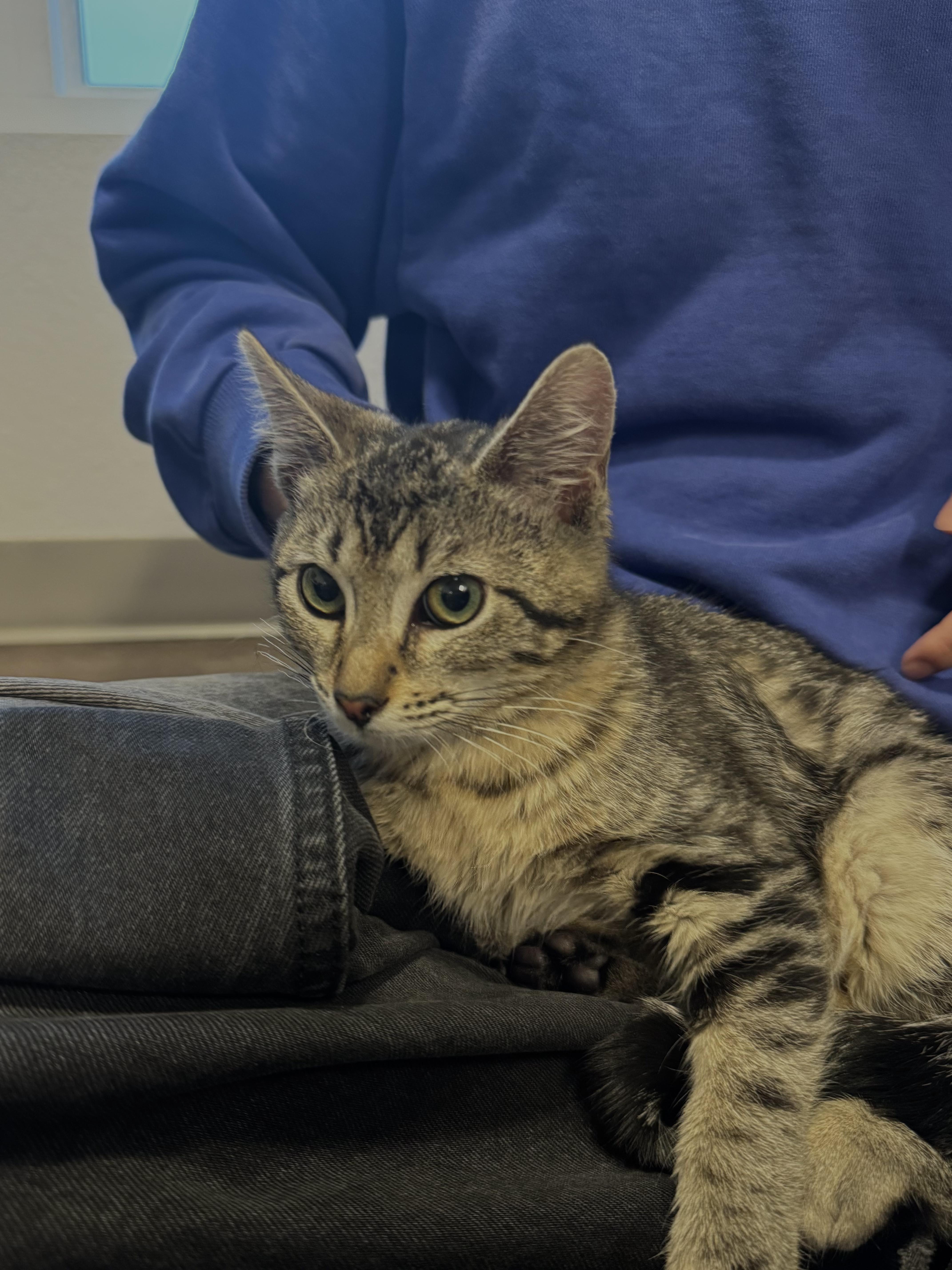 Enlarge Evie, an adoptable Domestic Short Hair in Davis, CA image 6/6