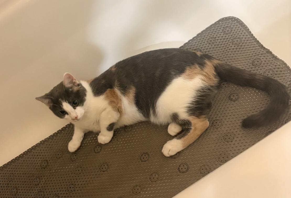 Enlarge Amelia (A Litter), an adoptable mixed breed in Baltimore, MD image 1/1