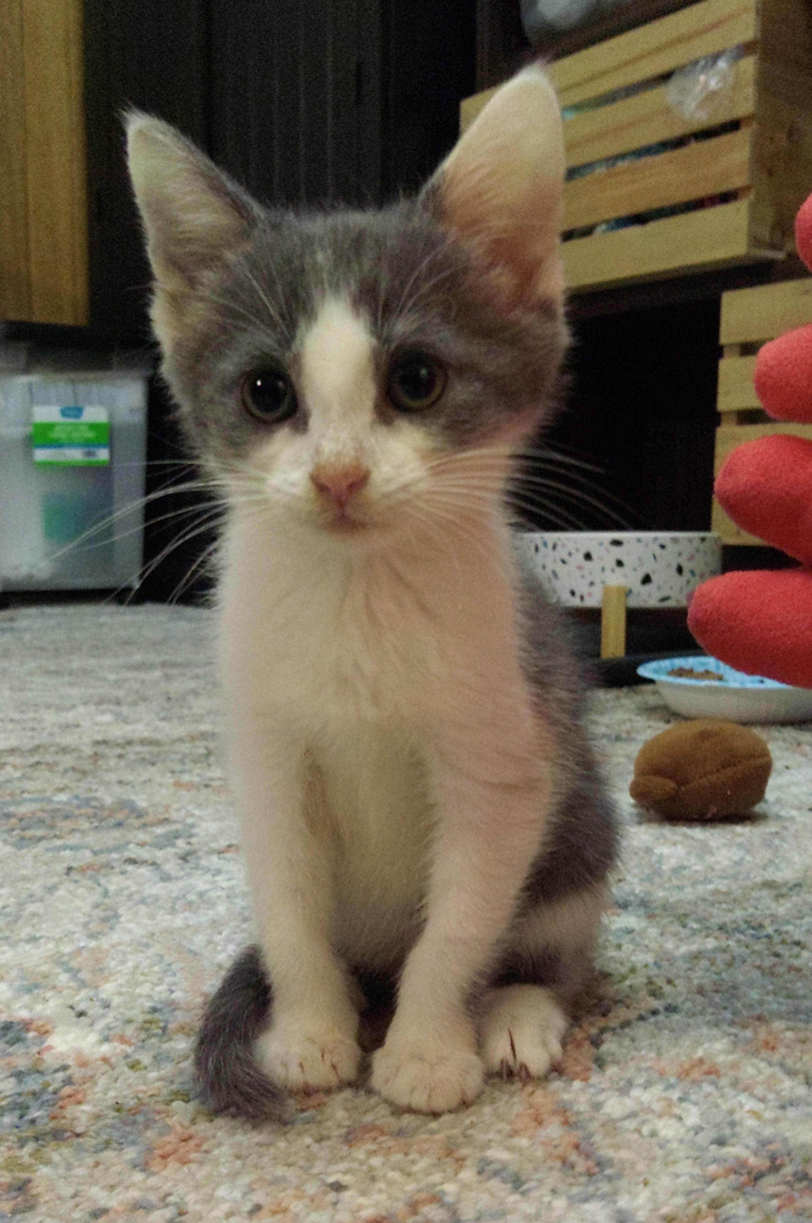 Amelia (A Litter), Young Female unknown