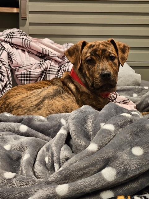 Twix (Candybar Litter)