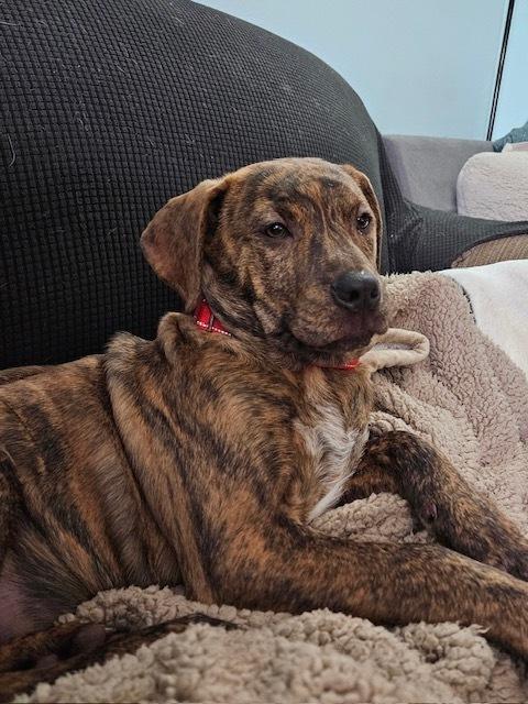 Twix (Candybar Litter) — thumbnail 2