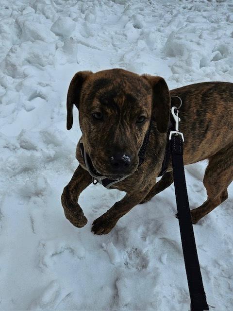 Twix (Candybar Litter) — thumbnail 3