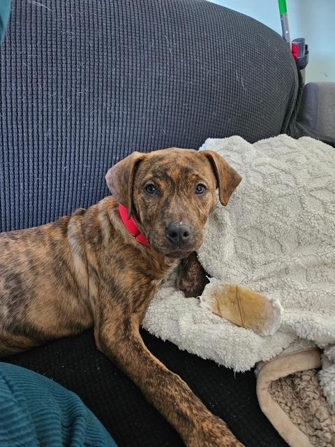 Twix (Candybar Litter) — thumbnail 4