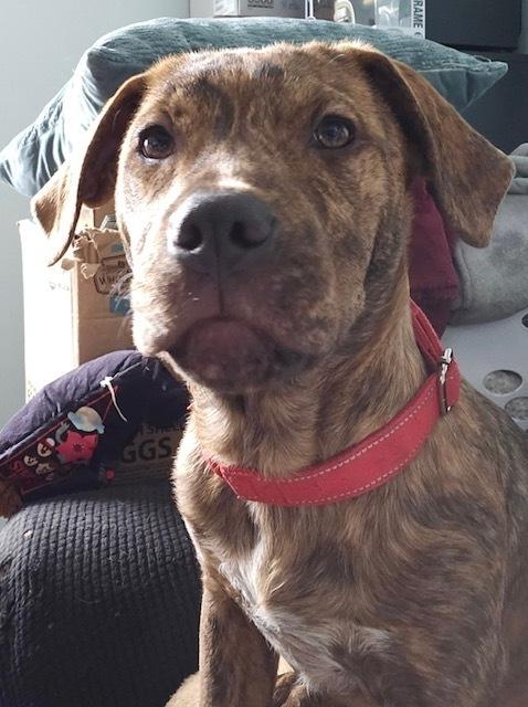 Twix (Candybar Litter) — thumbnail 5