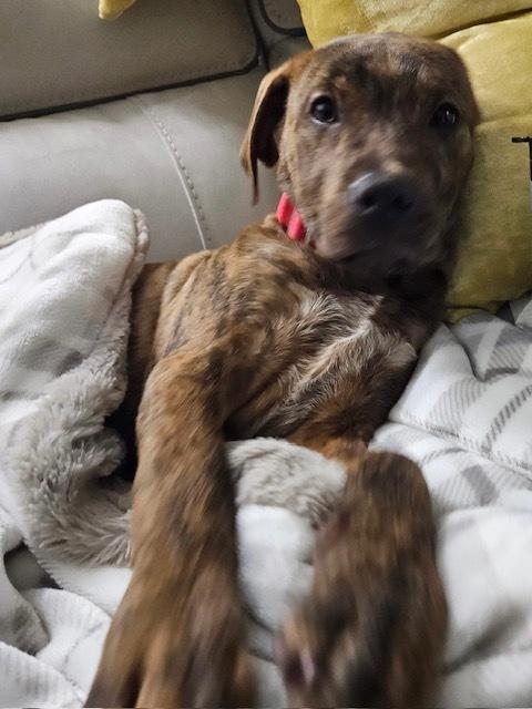 Twix (Candybar Litter) — thumbnail 6