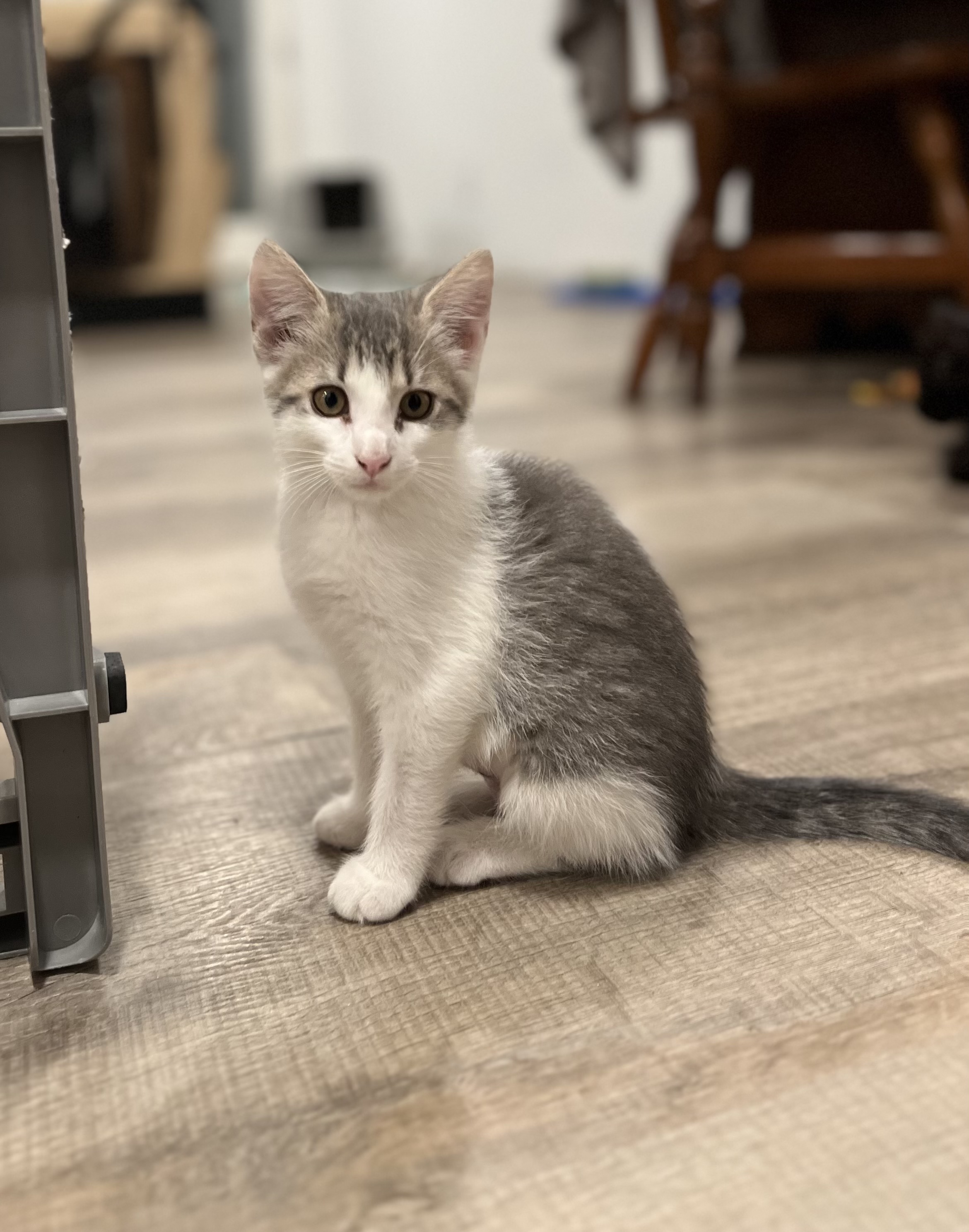 Cat for adoption Cinderella PetSmart in Athens, a Domestic Short