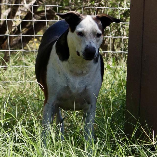 Shirley, Adoptable, Adult Female Pit Bull Terrier.