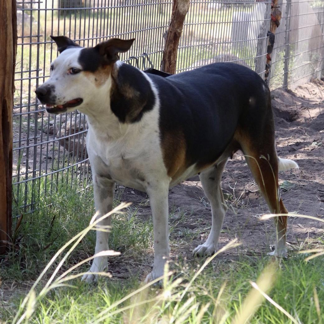 Enlarge Shirley, a Adoptable mixed breed in Leakey, TX image 2/6
