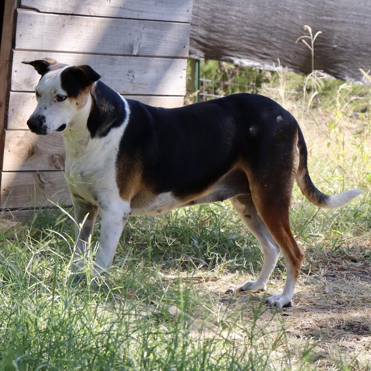 Enlarge Shirley, a Adoptable mixed breed in Leakey, TX image 3/6