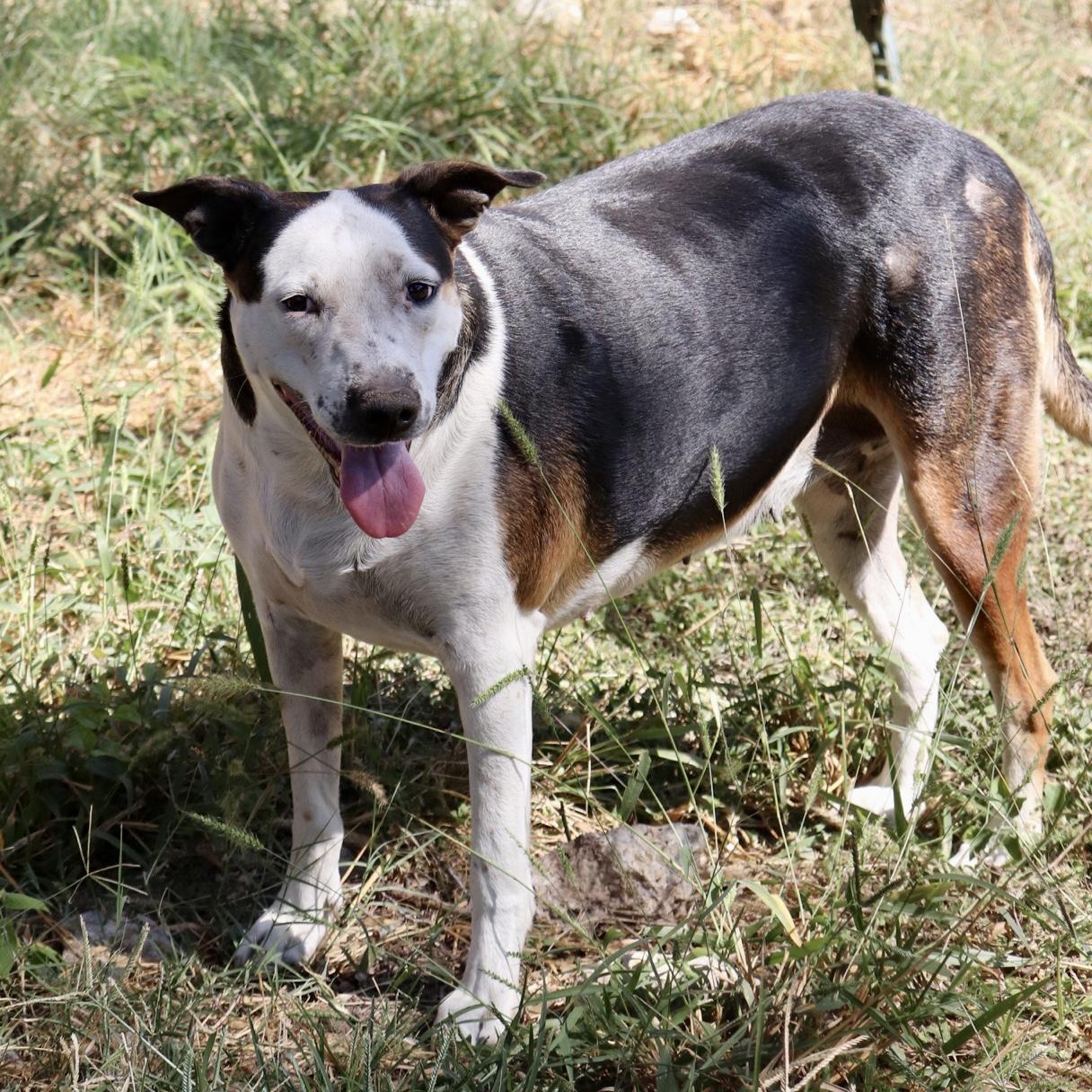 Enlarge Shirley, a Adoptable mixed breed in Leakey, TX image 4/6