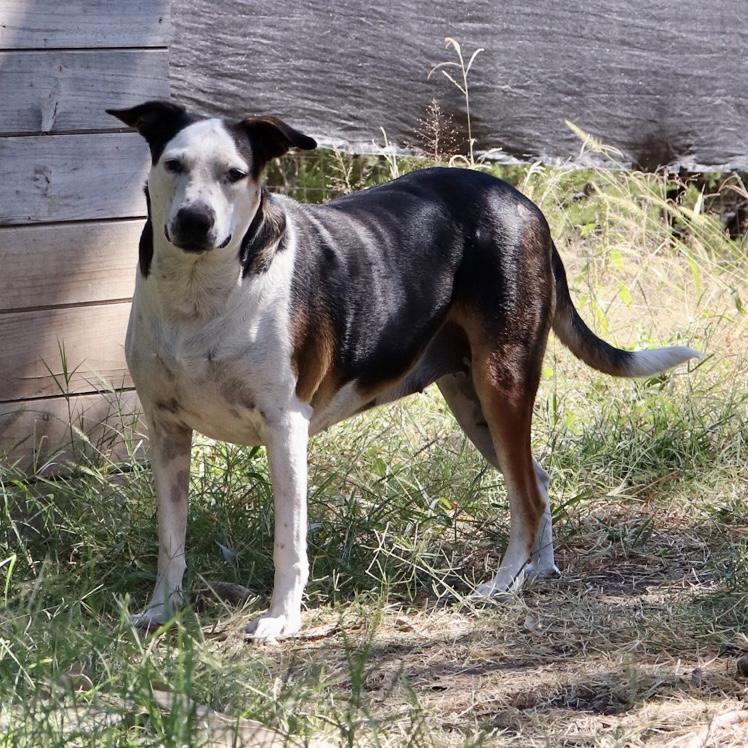 Enlarge Shirley, a Adoptable mixed breed in Leakey, TX image 5/6