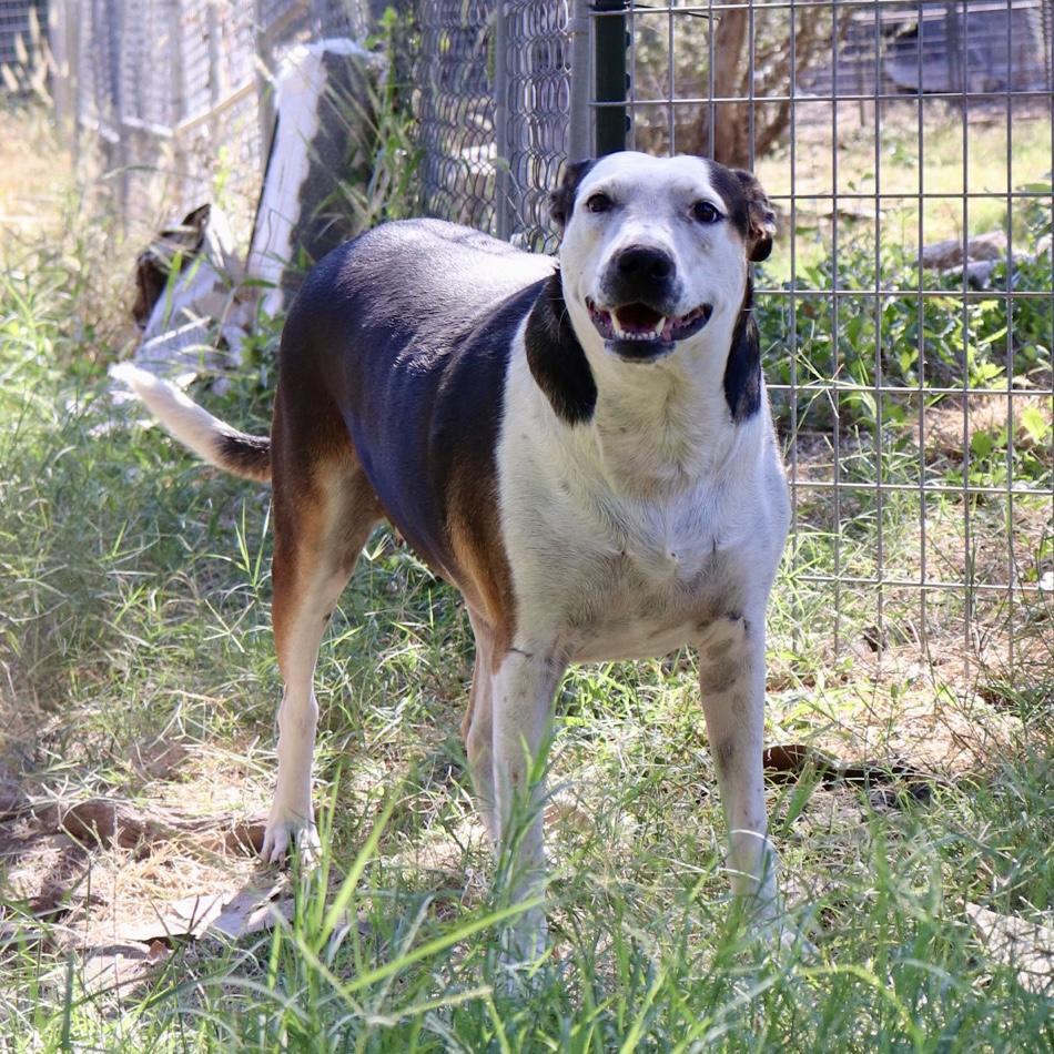 Enlarge Shirley, a Adoptable mixed breed in Leakey, TX image 6/6