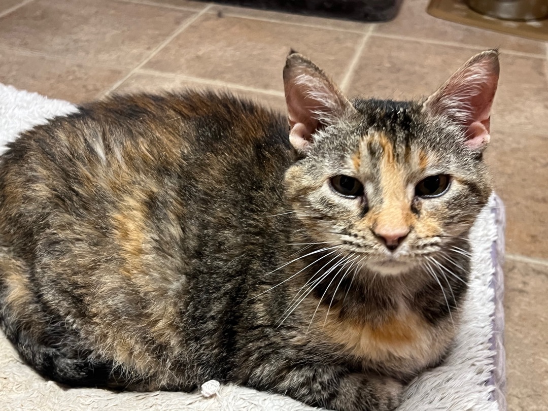 Synthia- senior , Senior Female Tortoiseshell